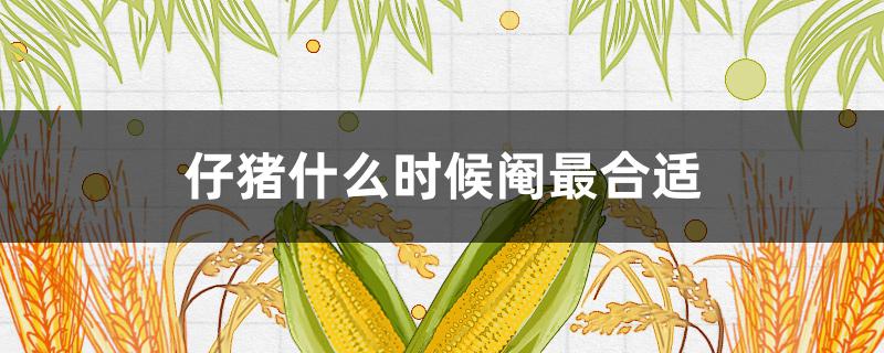 仔猪什么时候阉最合适 什么时候开始阉猪