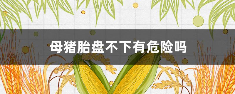 母猪胎盘不下有危险吗（母猪胎盘下不来）