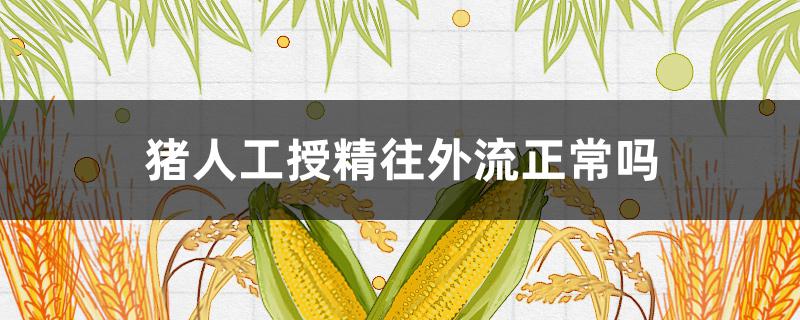 猪人工授精往外流正常吗 猪能人工授精吗