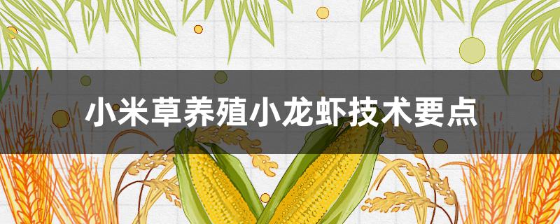 小米草养殖小龙虾技术要点（小龙虾怎么养殖技术）