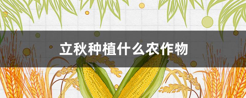 立秋种植什么农作物 立冬适合种什么农作物