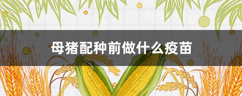 母猪配种前做什么疫苗(母猪配种前应做哪些疫苗)