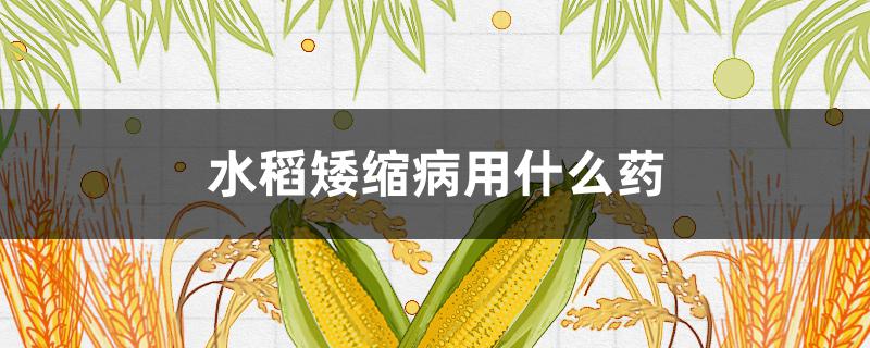 水稻矮缩病用什么药 水稻矮缩病的防治方法