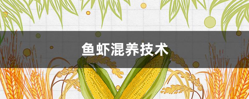 鱼虾混养技术 鱼虾混养技术能不能提高成功率