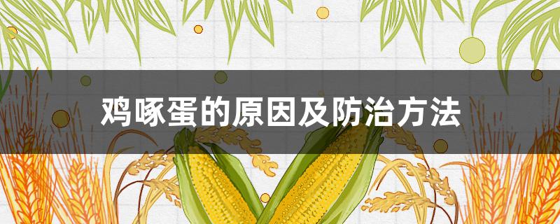 鸡啄蛋的原因及防治方法(蛋鸡啄蛋怎么预防)