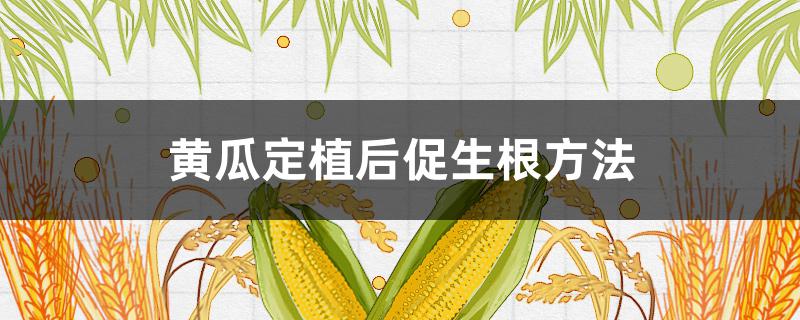 黄瓜定植后促生根方法（黄瓜定植后如何浇水）