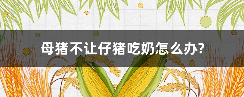 母猪不让仔猪吃奶怎么办?(母猪不让吃奶咋办)