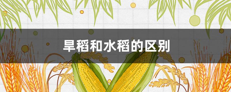 旱稻和水稻的区别 旱稻和水稻的区别在哪里