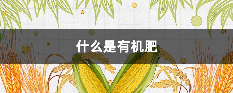 什么是有机肥（怎样发酵有机肥）