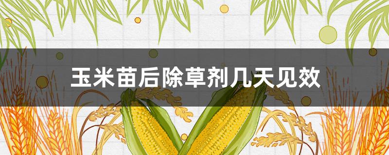 玉米苗后除草剂几天见效（玉米苗后除草多久见效）