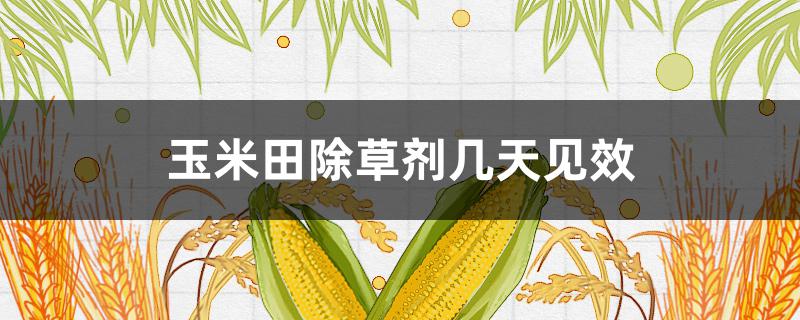 玉米田除草剂几天见效（玉米苗后除草剂几小时见效）