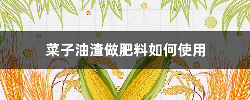 菜子油渣做肥料如何使用（菜籽油渣如何做肥料）