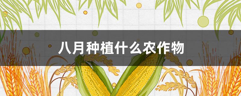 八月种植什么农作物 八月种植什么农作物最好