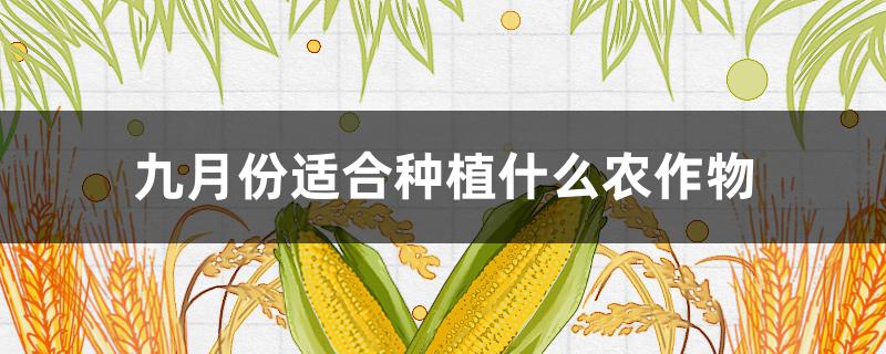 九月份适合种植什么农作物(九月份适合种植什么农作物凉地)