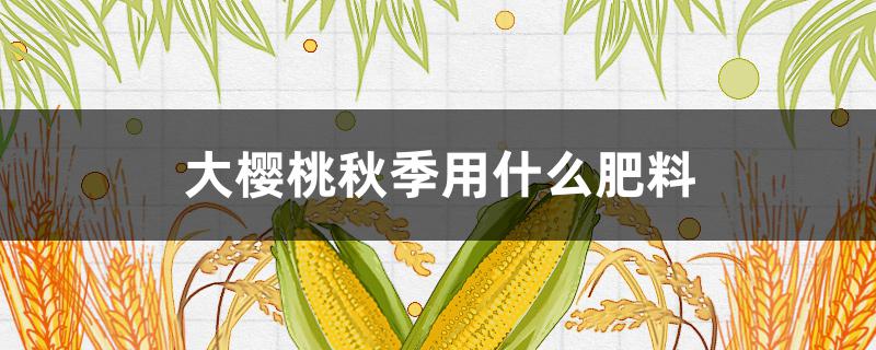 大樱桃秋季用什么肥料（大樱桃秋季用什么肥料施肥）