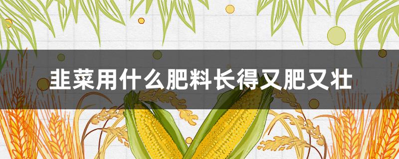 韭菜用什么肥料长得又肥又壮 韭菜用什么肥料长得又肥又壮又高