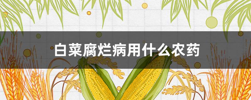 白菜腐烂病用什么农药（白菜得腐烂病用什么药）