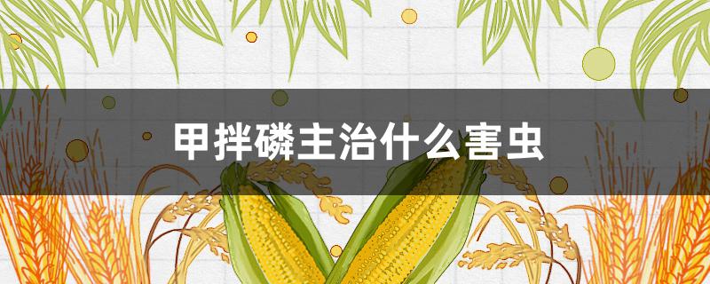 甲拌磷主治什么害虫（甲拌磷主治什么害虫?能杀吸浆虫吗?有）