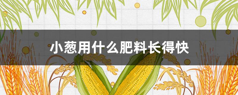 小葱用什么肥料长得快 小葱用什么肥料长得快葱