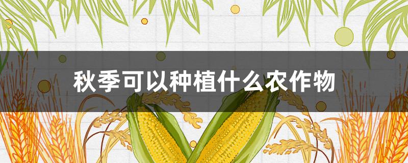 秋季可以种植什么农作物 秋季可以种植什么农作物图片