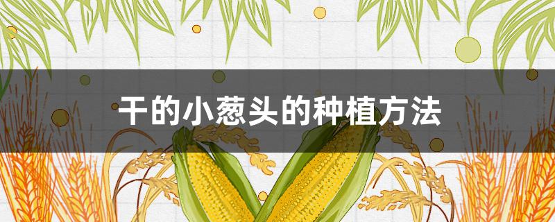干的小葱头的种植方法(干的小葱头的种植方法和时间)