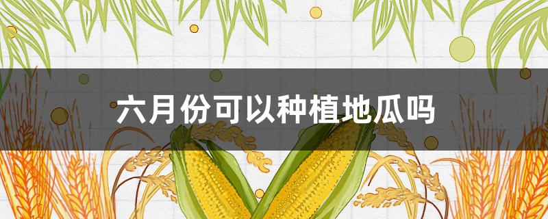 六月份可以种植地瓜吗（六月份能种什么瓜）