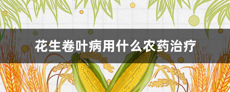 花生卷叶病用什么农药治疗（花生卷叶病用什么农药治疗最好）