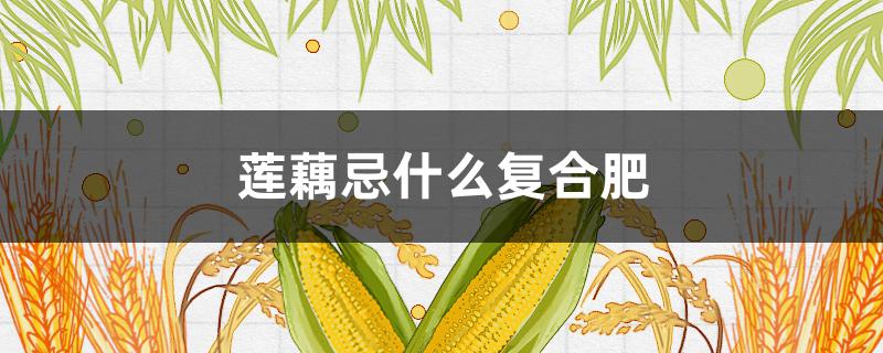 莲藕忌什么复合肥 莲藕要用什么化肥