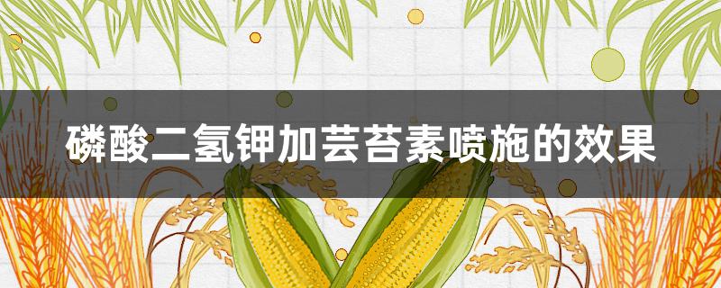 磷酸二氢钾加芸苔素喷施的效果 磷酸二氢钾加芸苔素加尿素喷施的效果