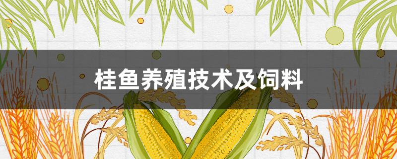 桂鱼养殖技术及饲料 桂鱼苗喂什么饲料