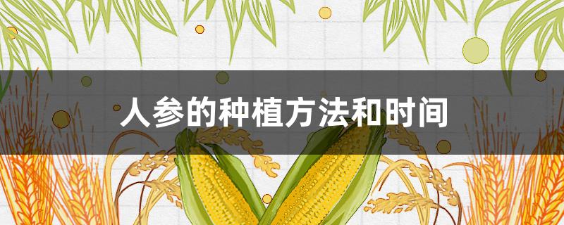 人参的种植方法和时间（人参的种植方法和时间论文）