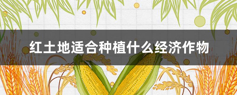 红土地适合种植什么经济作物 红土地适合种植什么农作物