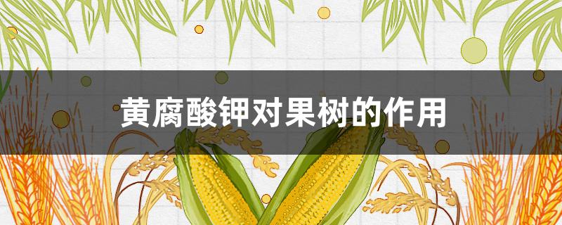 黄腐酸钾对果树的作用 矿源黄腐酸钾在果树上的应用