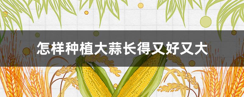 怎样种植大蒜长得又好又大 怎样种植大蒜长得又好又大又粗