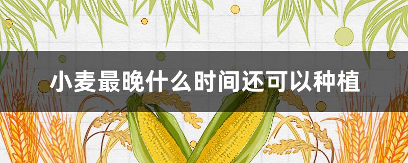 小麦最晚什么时间还可以种植 小麦种植最佳时间