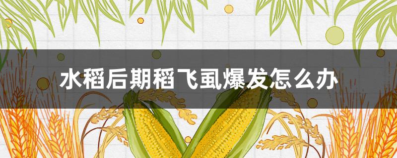 水稻后期稻飞虱爆发怎么办 水稻后期稻飞虱爆发怎么办呢