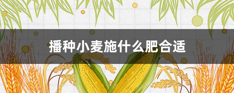 播种小麦施什么肥合适 小麦播种用什么肥料好