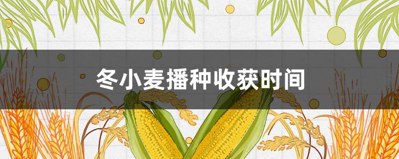 冬小麦播种收获时间（冬小麦播种收获时间表）