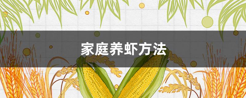 家庭养虾方法（家里虾怎么养殖方法）