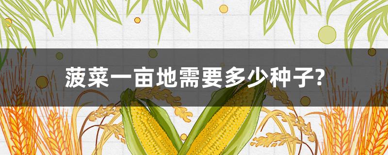 菠菜一亩地需要多少种子?（种植菠菜一亩地需要多少种子）