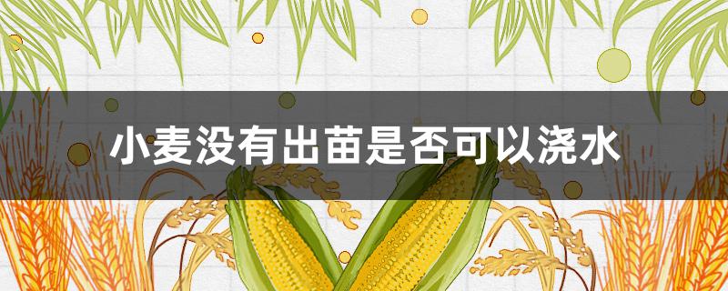 小麦没有出苗是否可以浇水（小麦苗没出全浇水好吗）