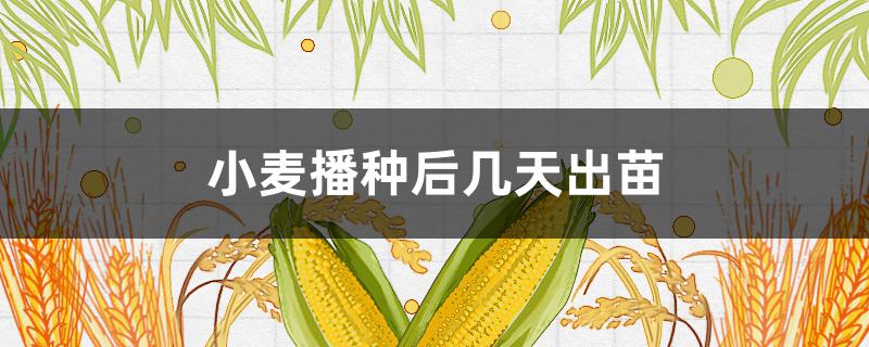小麦播种后几天出苗(小麦播种后几天出苗?)