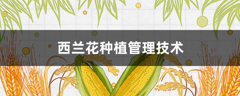 西兰花种植管理技术（西兰花种植管理技术露天病虫害图片）