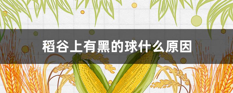 稻谷上有黑的球什么原因 水稻上有黑色的球球