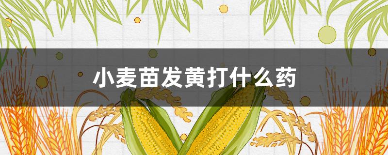 小麦苗发黄打什么药（小麦苗发黄打什么药好）