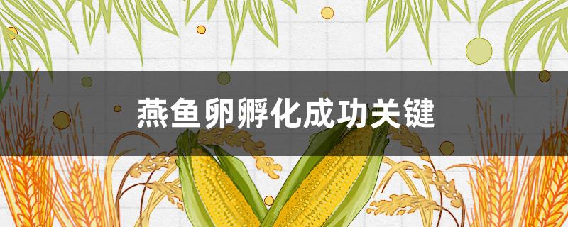 燕鱼卵孵化成功关键（燕鱼卵孵化成功的关键要素）