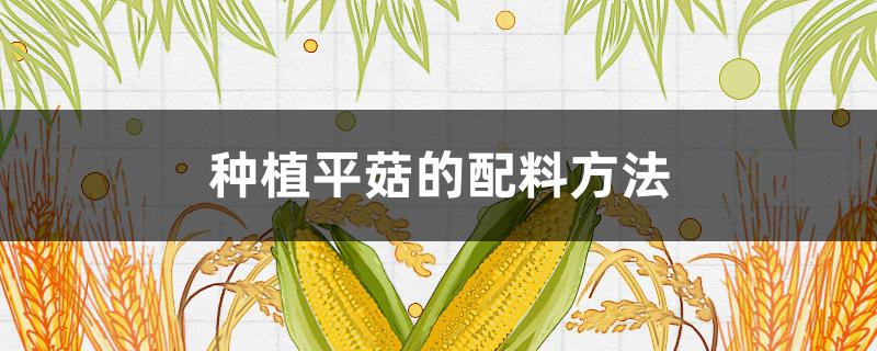 种植平菇的配料方法（平菇种植怎么配料）