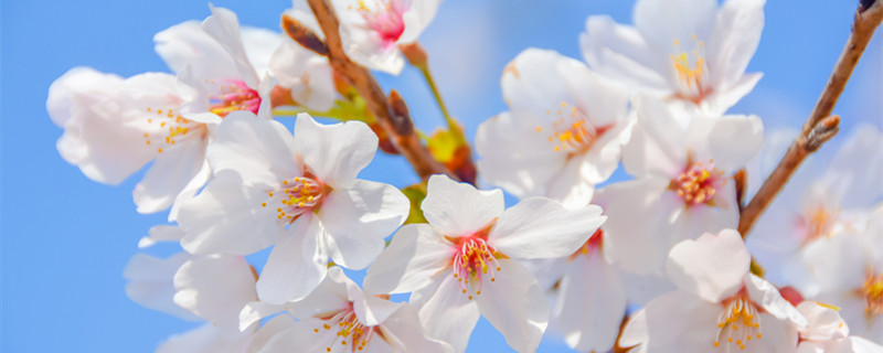 樱花一般几月开 樱花一般几月开花