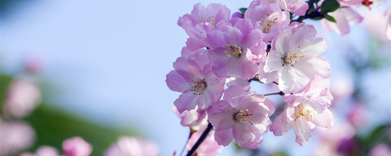 海棠盆景几月份修剪 海棠盆景什么时候修剪