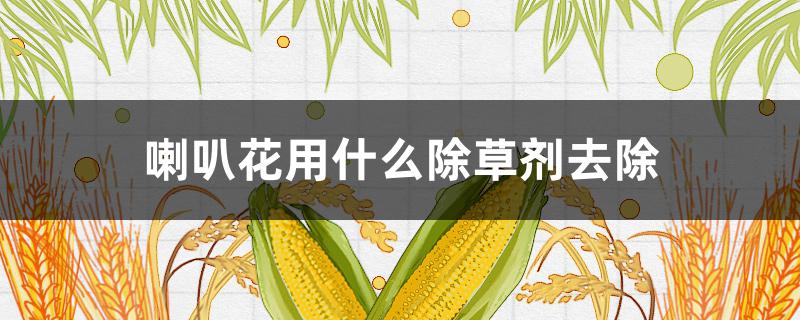 喇叭花用什么除草剂去除 喇叭花用啥除草剂